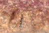 Dicranomyia sp.